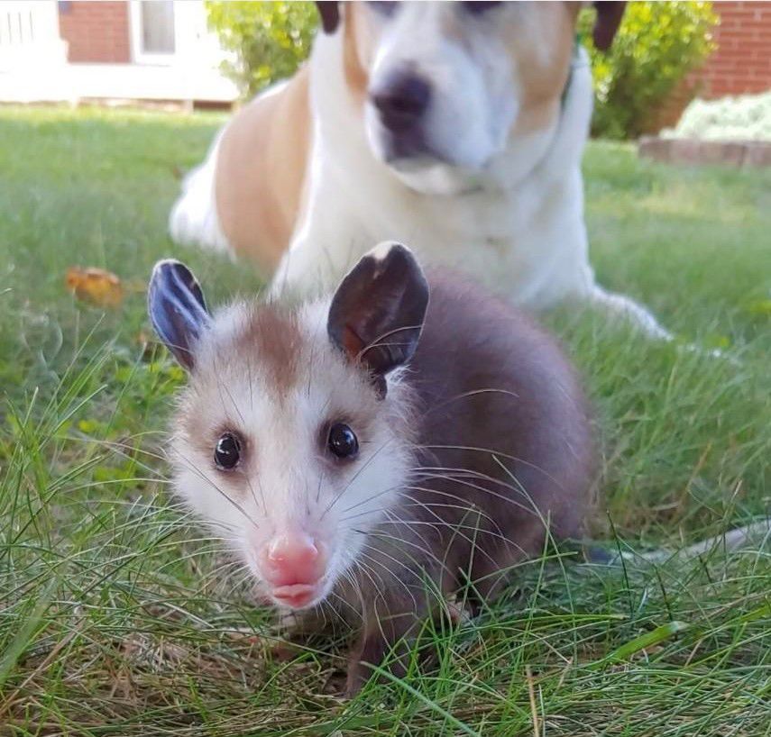Podrick the Possum, local Instagram star